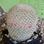 Preview: Mammillaria tlalocii